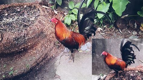 MANOK NA MAY PITONG BAKOD, ITIM ANG TAHID AT KABIG .